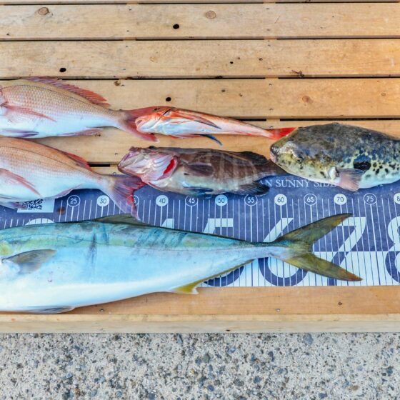 ✿ワラサ・マダイ・マハタ・トラフグ・ホウボウ✿