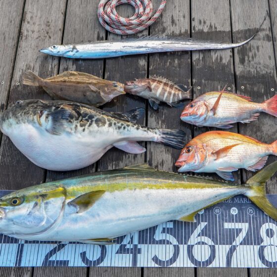 ✿ブリ・マダイ・トラフグ・タチウオ・ムシガレイ・マハタ✿