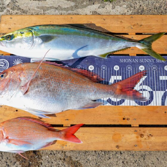 ✿マダイ・ワラサ✿