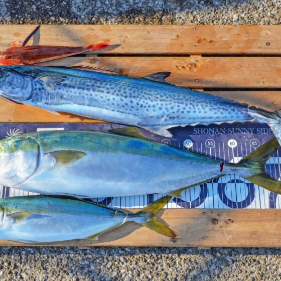 ✿ワラサ・イナダ・サワラ・ホウボウ✿