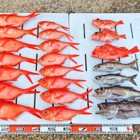 ✿キンメダイ・アコウダイ・バラメヌケ・クロムツ✿