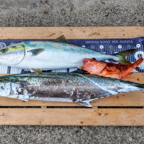 ✿サワラ・ブリ・ウッカリカサゴ✿