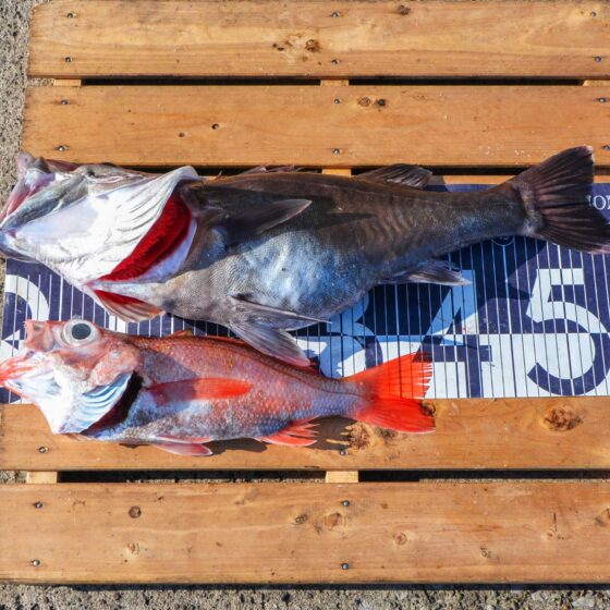 ✿アラ・アカムツ✿