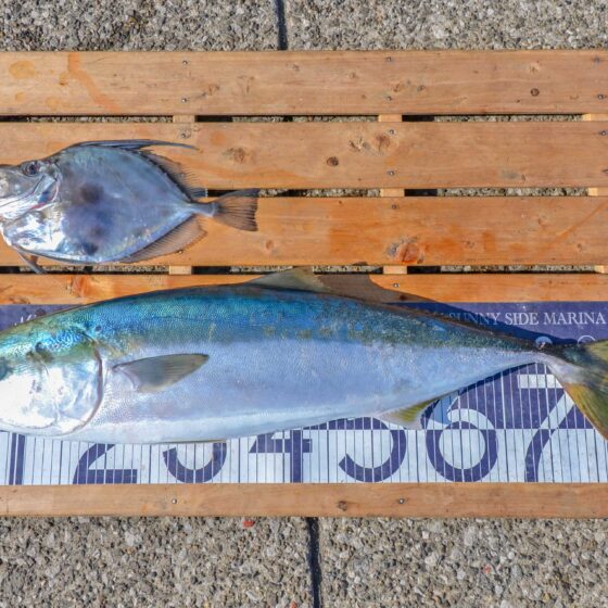 ✿ブリ・カガミダイ✿