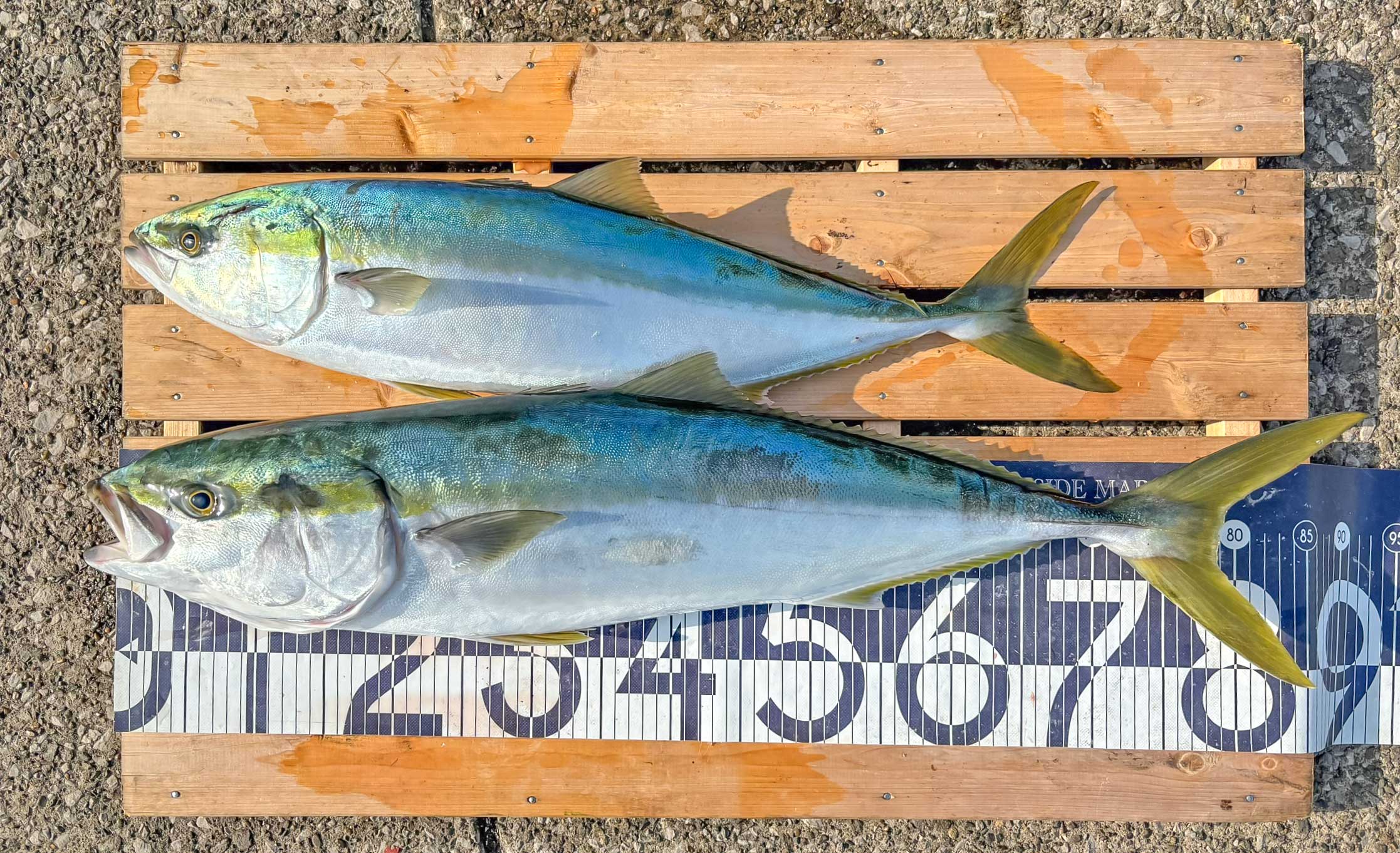 釣果情報 - サニーサイドマリーナ ウラガ