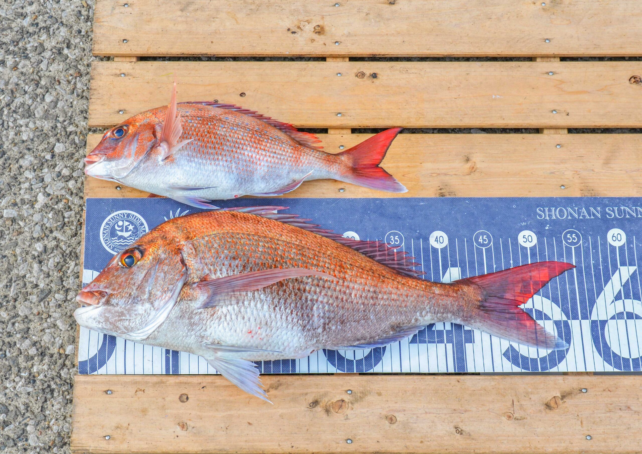 釣果情報 - サニーサイドマリーナ ウラガ