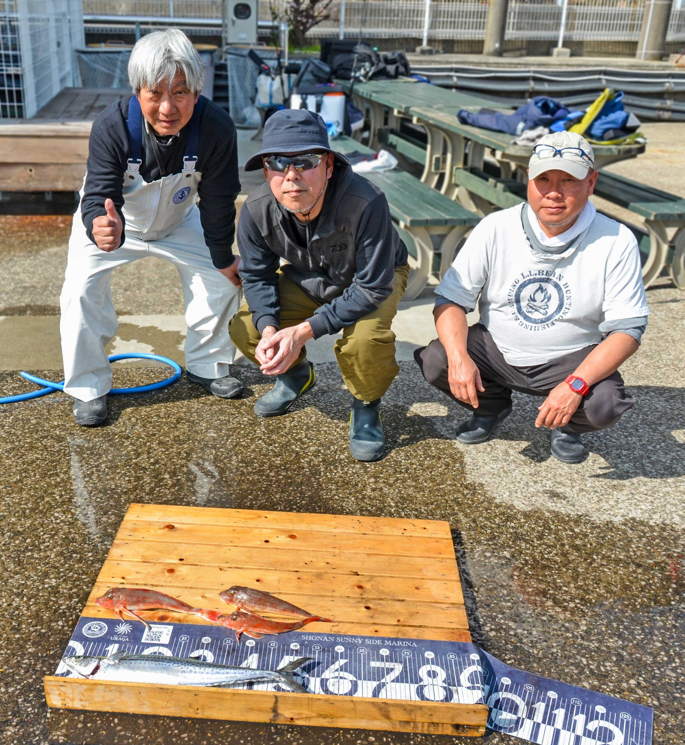 ✿サゴシ・ホウボウ✿