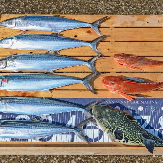 ✿サゴシ・トラフグ・ホウボウ✿