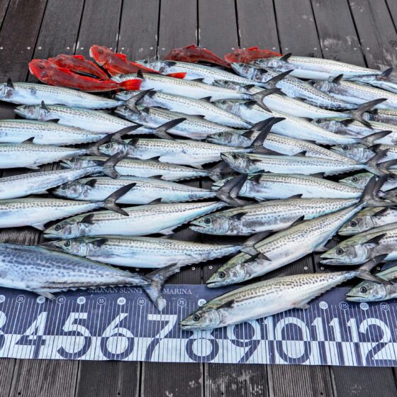 ✿サワラ・サゴシ・ホウボウ✿