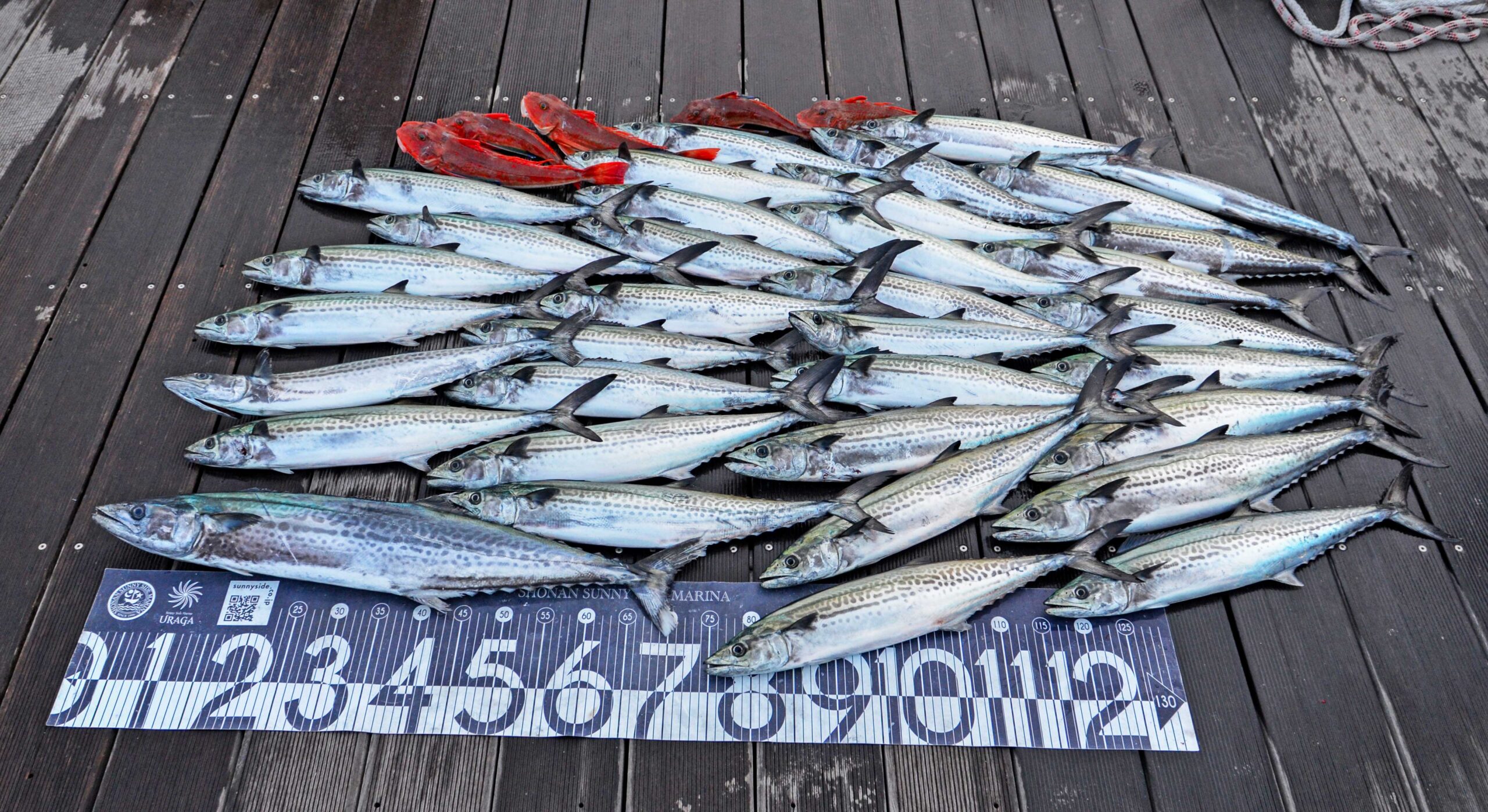 釣果情報 - サニーサイドマリーナ ウラガ