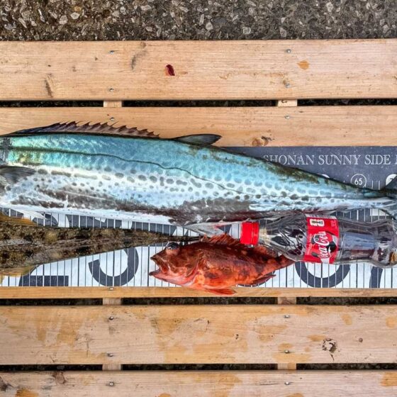 ✿サワラ・マゴチ・カサゴ✿