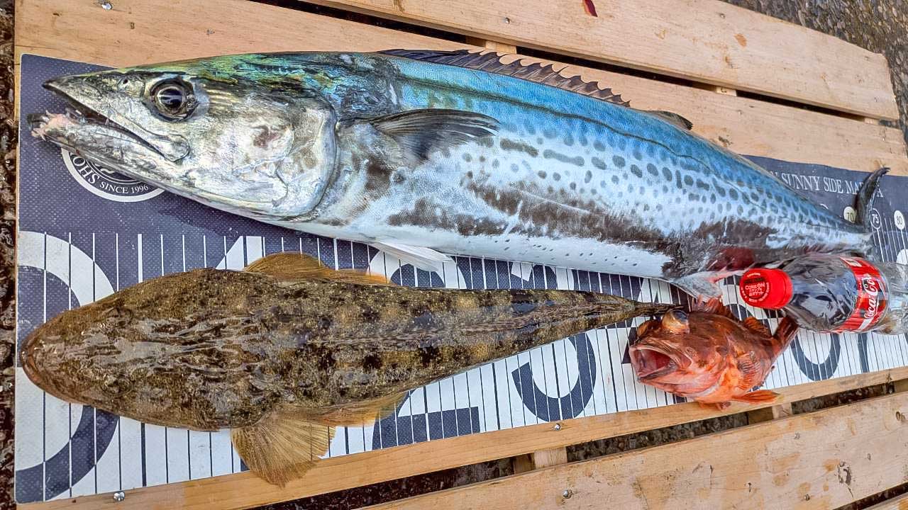 ✿サワラ・マゴチ・カサゴ✿