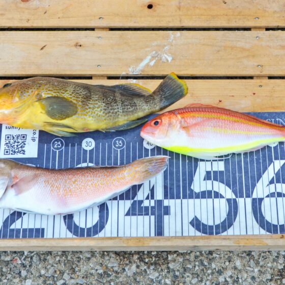 ✿シロアマダイ・アオハタ・ソコイトヨリ✿