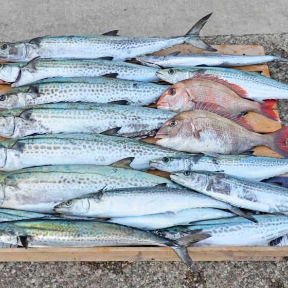 ✿サワラ・マダイ✿