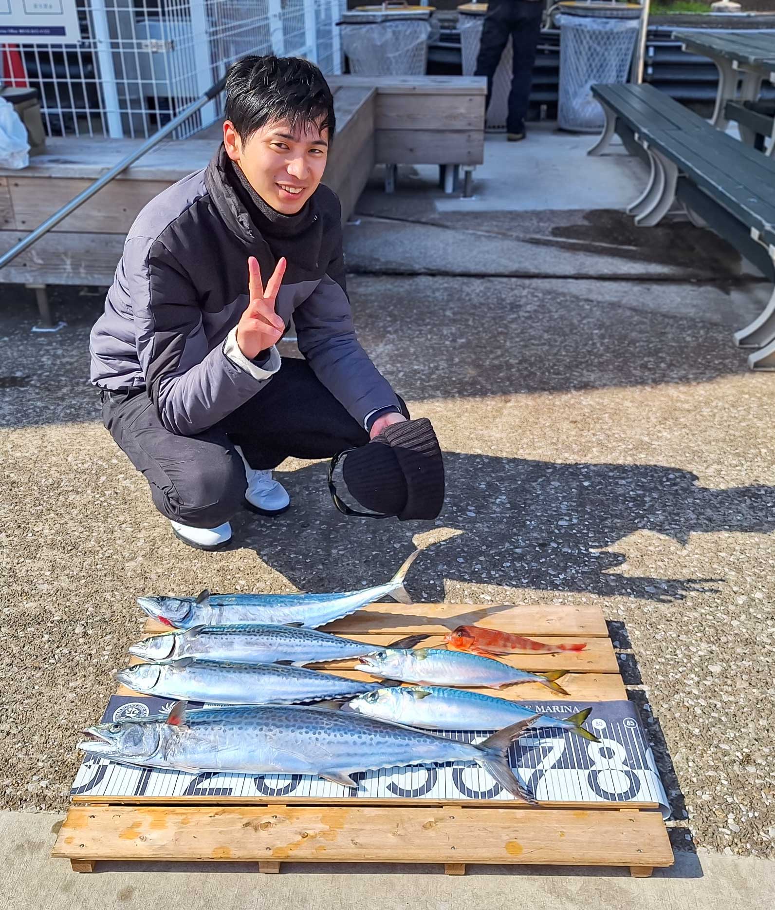 ✿サワラ・サゴシ・サバ・ホウボウ✿