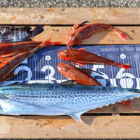 ✿サワラ・ホウボウ・マハタ✿