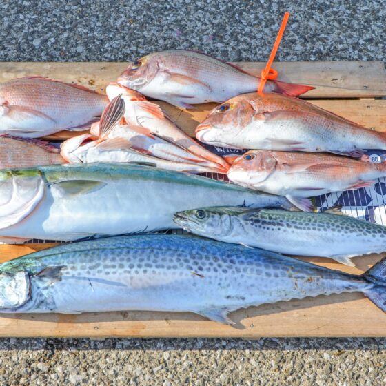 ✿マダイ・ワラサ・サワラ・サゴシ・ホウボウ✿