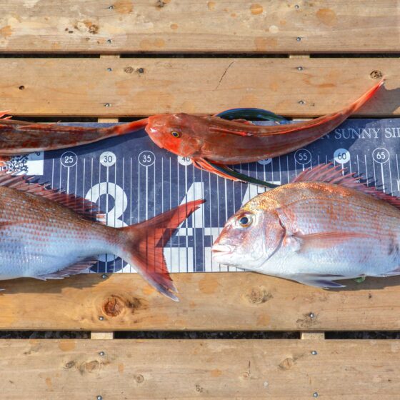 ✿マダイ・ホウボウ✿