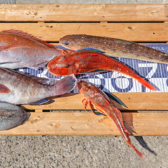 ✿マダイ・マハタ・ホウボウ・エソ・シリヤケイカ✿