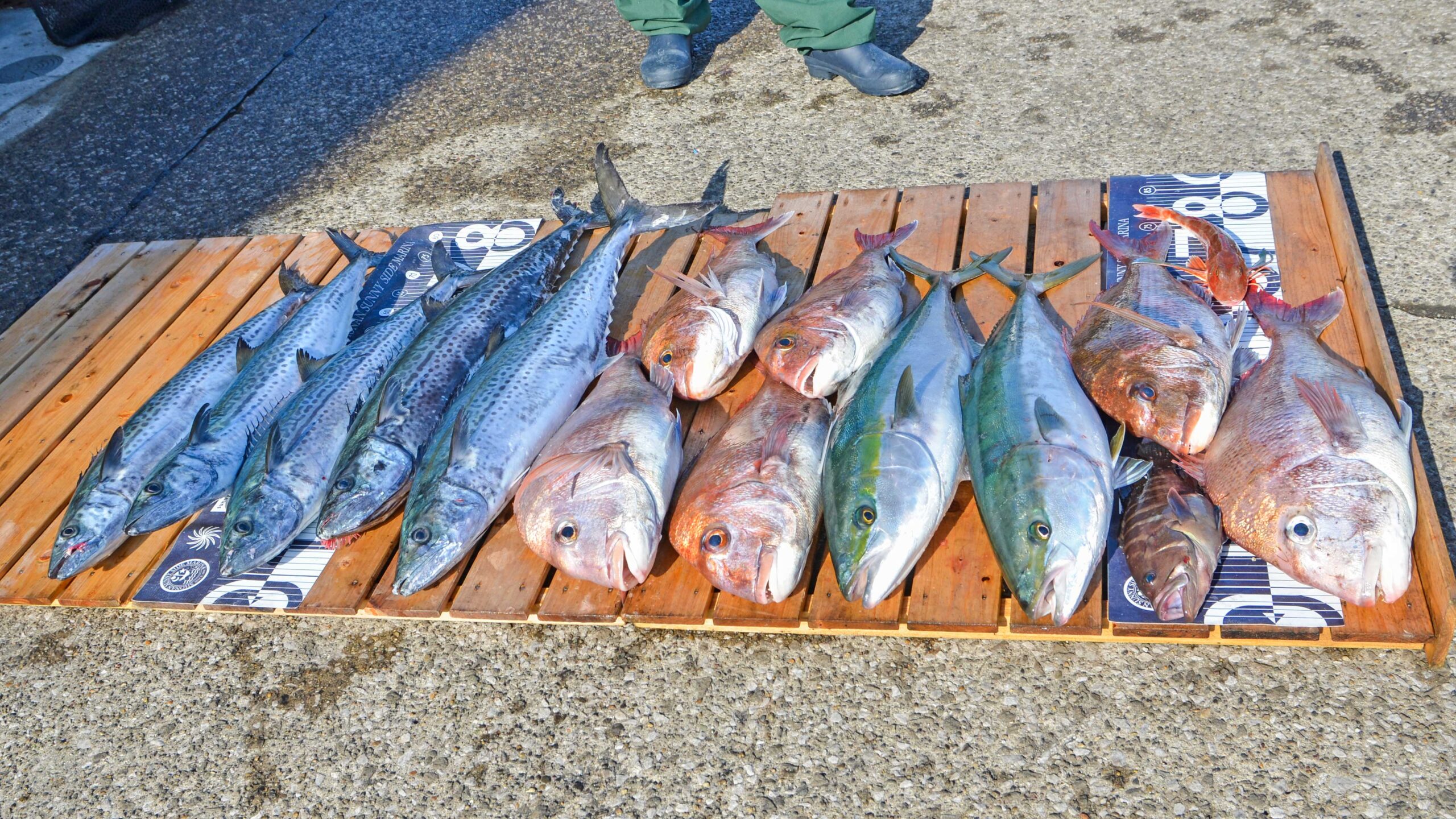 ✿マダイ・ワラサ・サワラ・マハタ✿