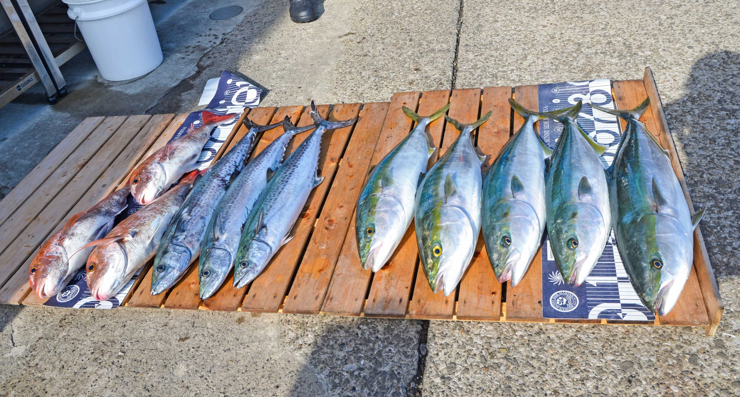 ✿ブリ・ワラサ・サワラ・マダイ✿