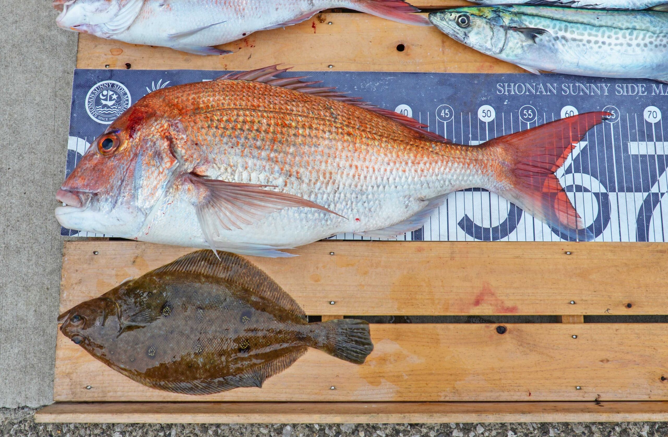 ✿サワラ・マダイ・ムシガレイ✿