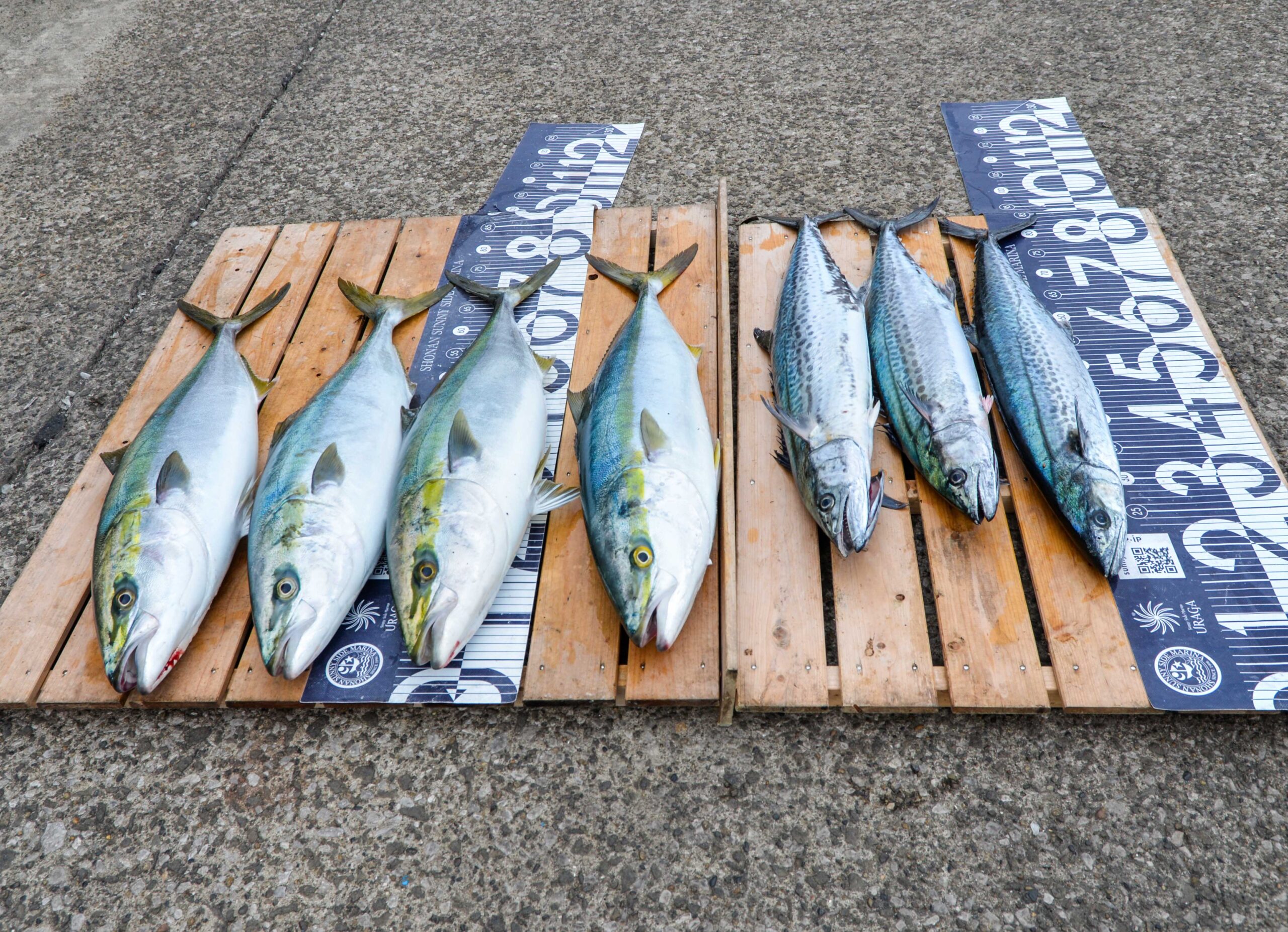 ✿ワラサ・サワラ✿