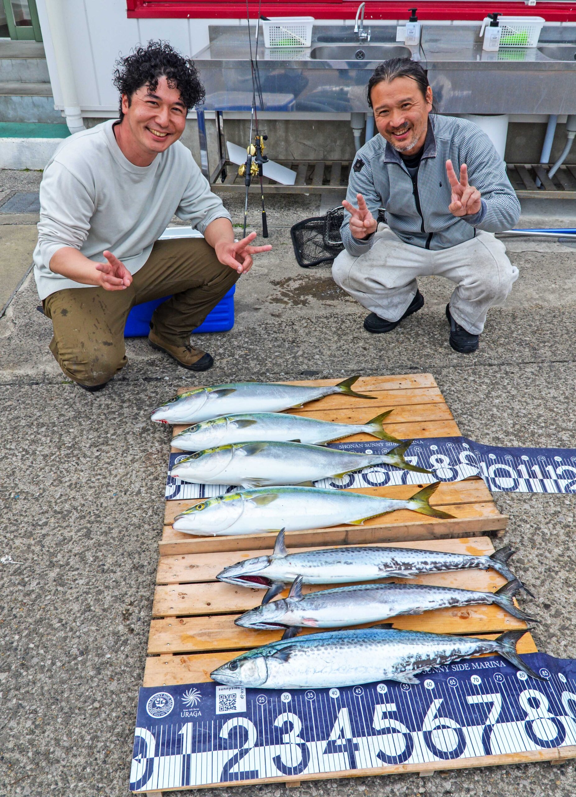 ✿ワラサ・サワラ✿