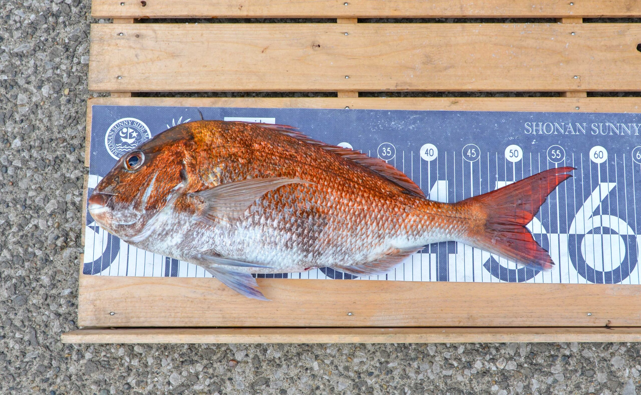 ✿サワラ・マダイ✿