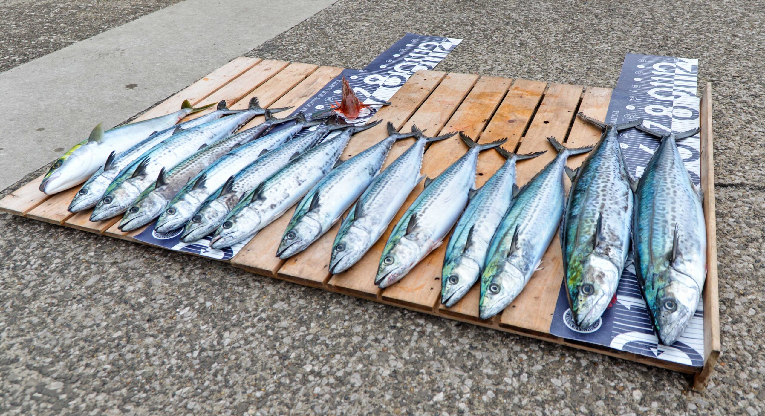 ✿サワラ・ワラサ✿