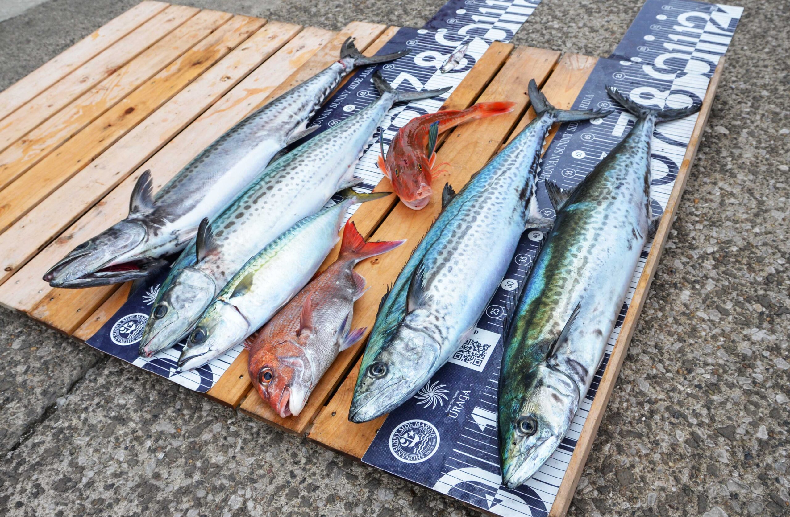 ✿サワラ・マダイ・ホウボウ・サバ✿