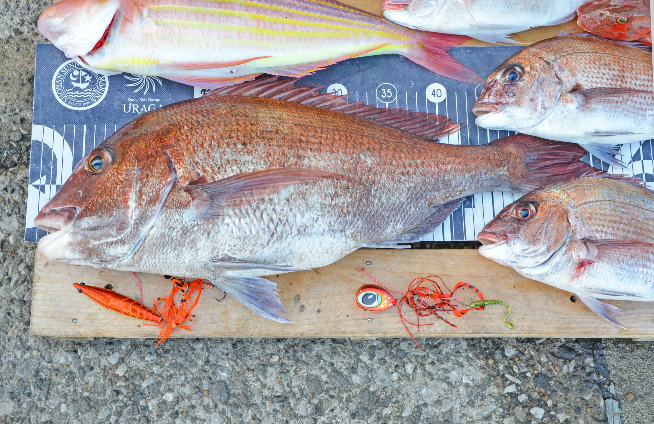 ✿マダイ・チダイ・イトヨリダイ・ホウボウ・ムシガレイ✿