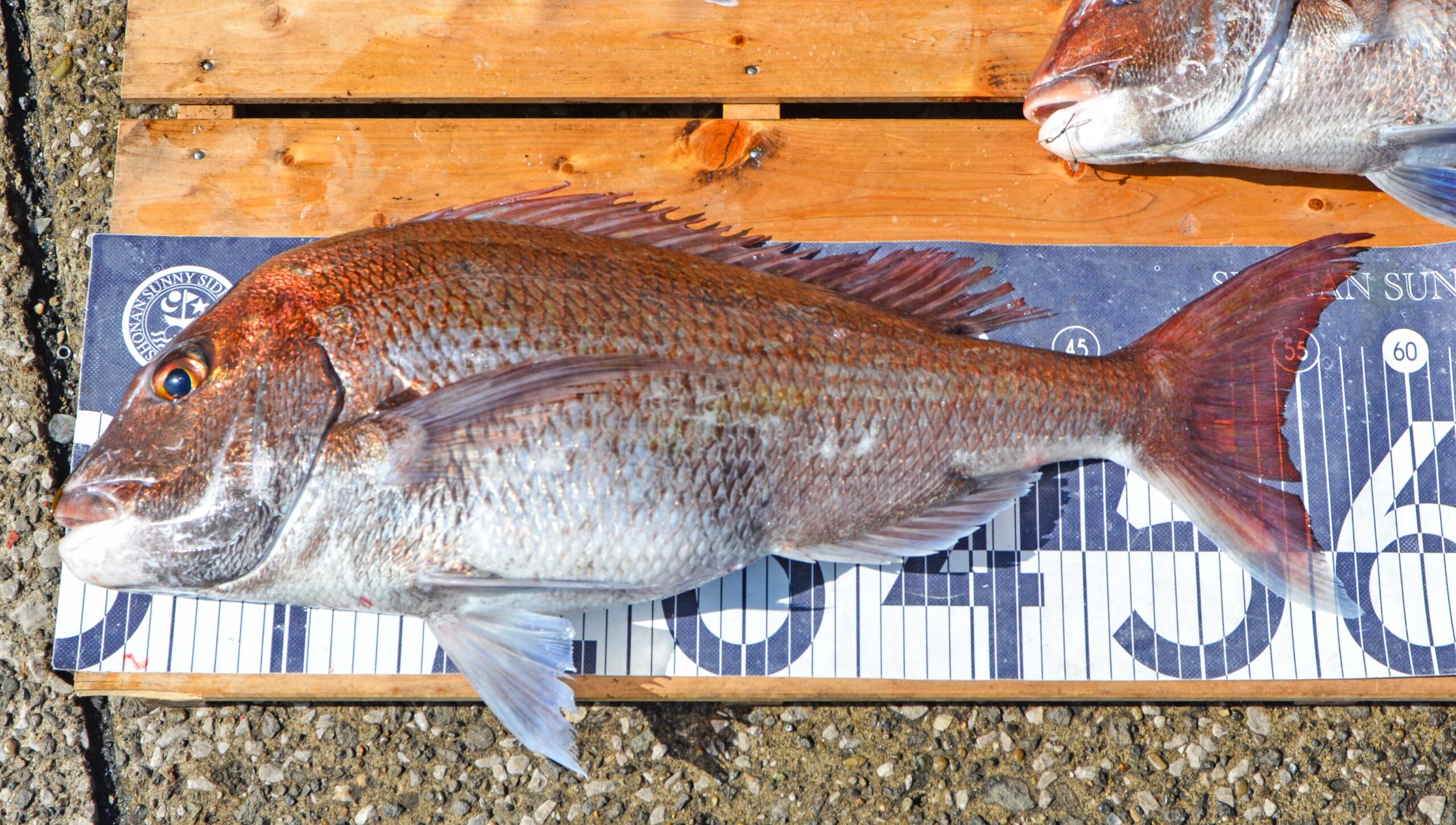 ✿マダイ・サワラ・イナダ・ホウボウ・ソコイトヨリ・エソ✿