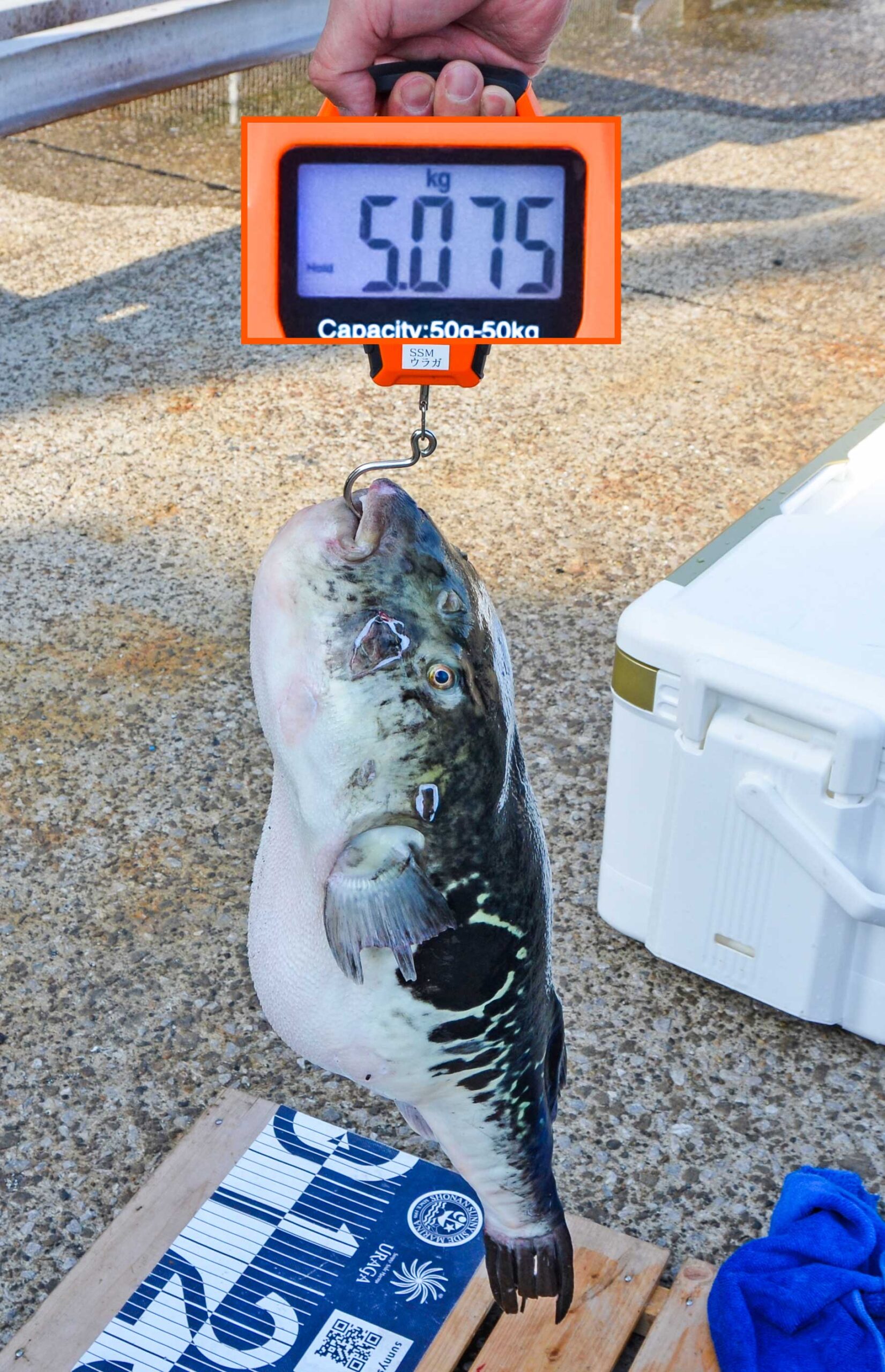 ✿トラフグ・ホウボウ✿