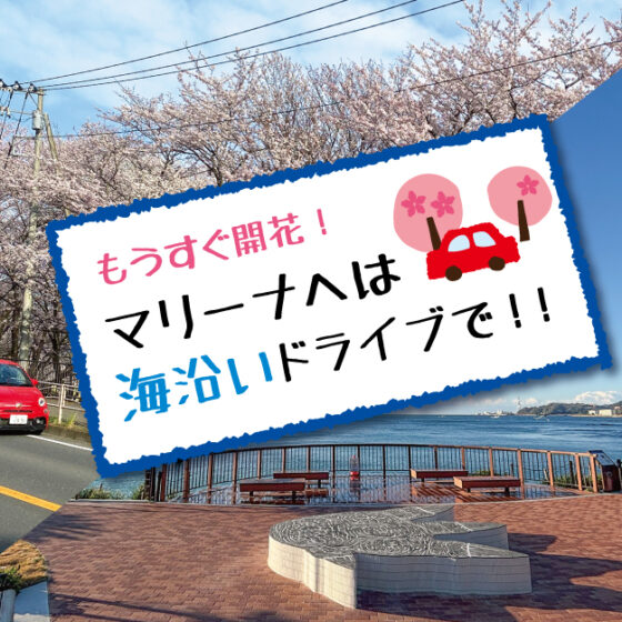 《もうすぐ開花🌸》マリーナへは海沿いドライブで気分よくご来場を！