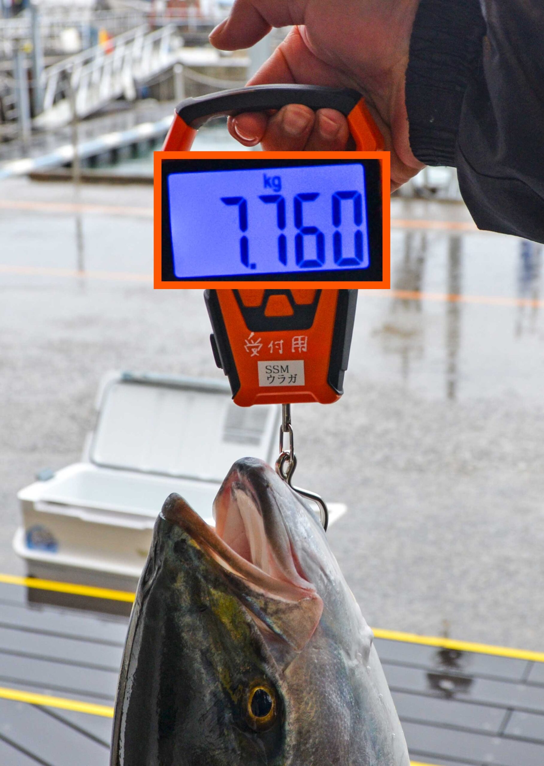 ✿ブリ・ワラサ・マダイ✿