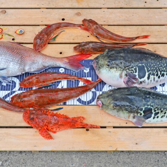 ✿マダイ・ホウボウ・トラフグ・オニカサゴ✿