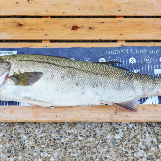 ✿シーバス(スズキ)✿