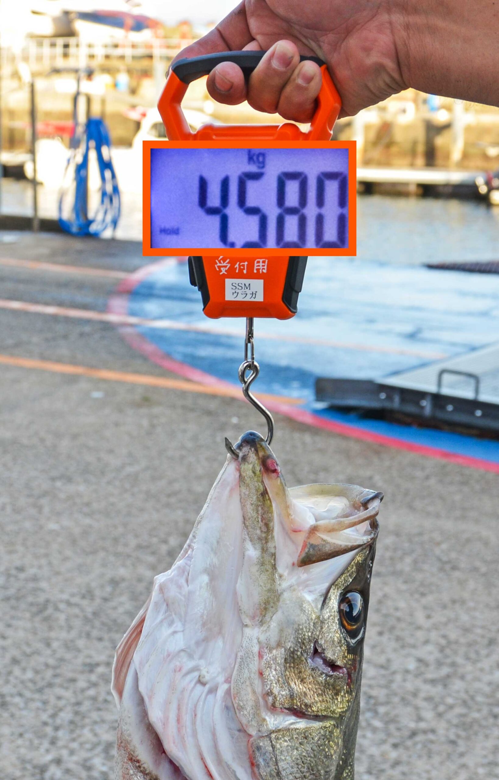 ✿シーバス(スズキ)✿