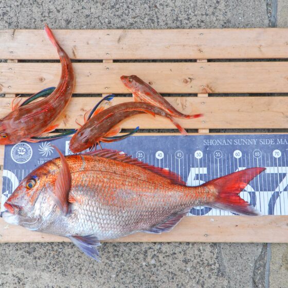 ✿マダイ・ホウボウ✿