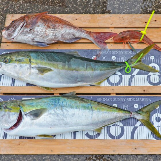 ✿ブリ・マダイ・ホウボウ✿