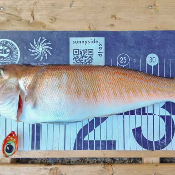 ✿シロアマダイ✿