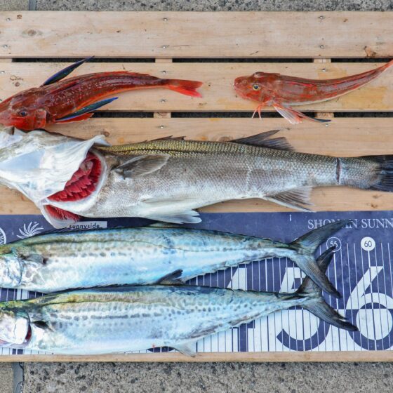 ✿シーバス(スズキ)・サワラ・ホウボウ✿