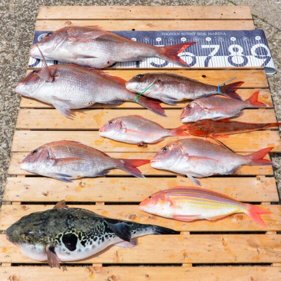 ✿マダイ・トラフグ・ホウボウ・イトヨリダイ・チダイ✿