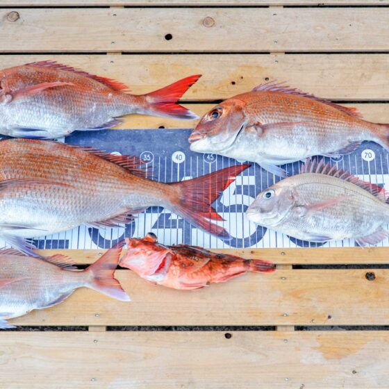 ✿マダイ・カサゴ✿