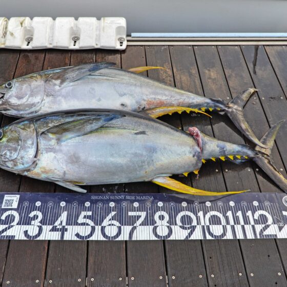 ✿キハダマグロ✿