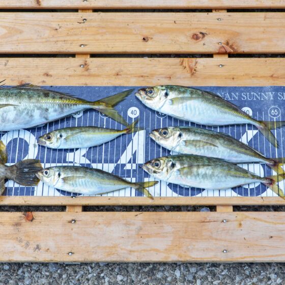 ✿アジ・カワハギ・カサゴ✿