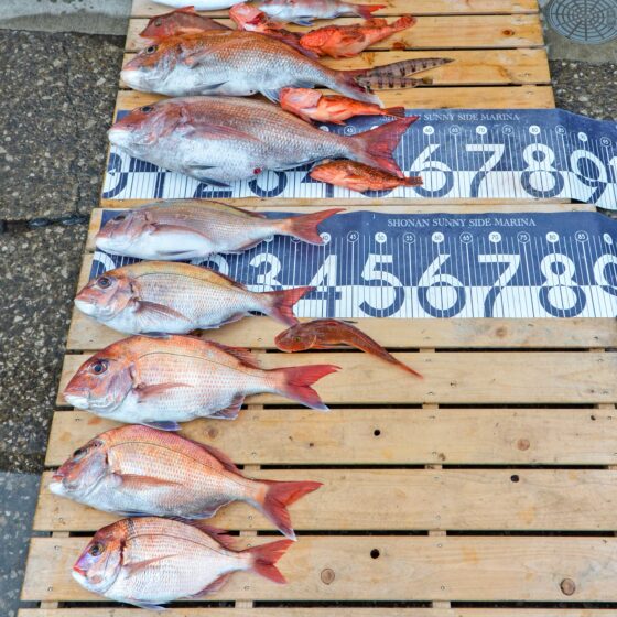 ✿マダイ・ホウボウ・ウッカリカサゴ・オニカサゴ・チダイ・サバ・クラカケトラギス✿