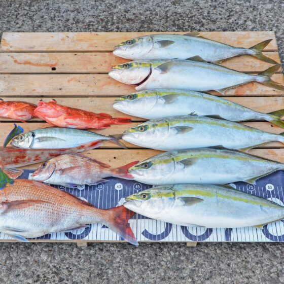 ✿マダイ・イナダ・ホウボウ・アジ・ウッカリカサゴ✿