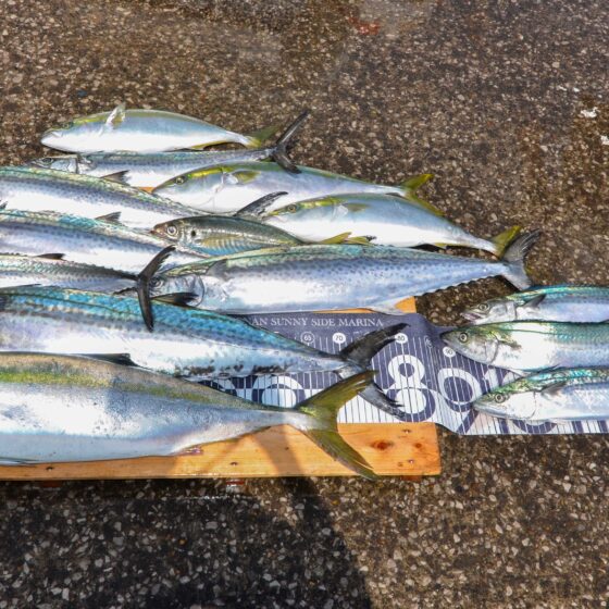 ✿ブリ・サワラ・イナダ・サゴシ・アジ✿